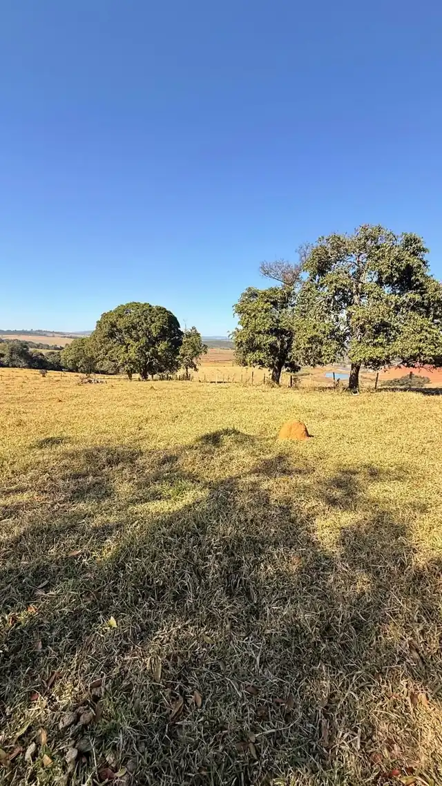 Pasto com árvores isoladas sob céu azul