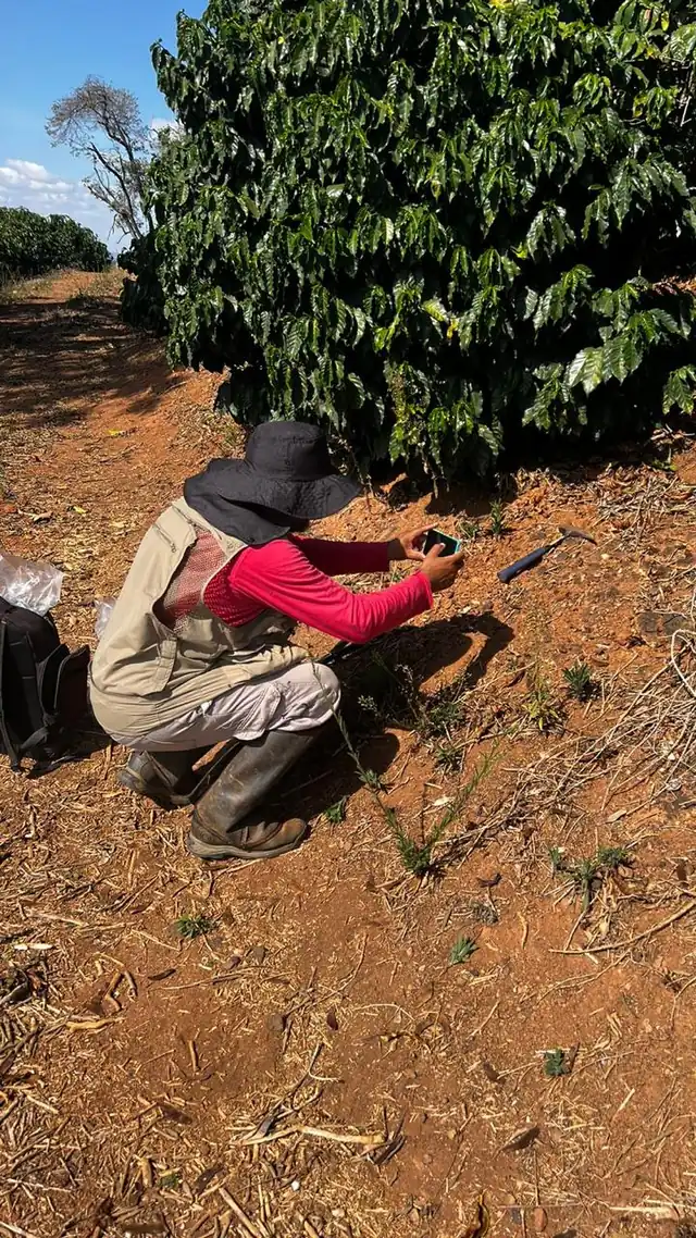 Integrante da equipe agachado sobre solo avermelhado, ao lado de um cafezal