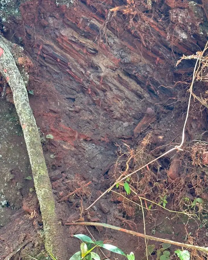 Talude de rocha e terra com raízes e plantas à frente