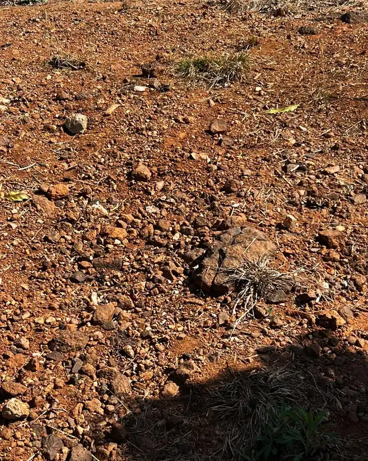 Terreno descoberto com pedras soltas e sombra de vegetação